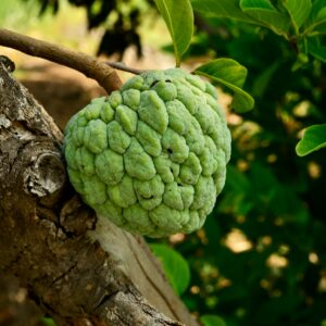Custard apple on a tree