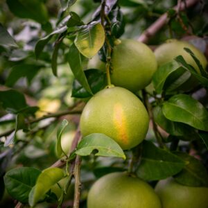 A few green skin pomelos on tree branches