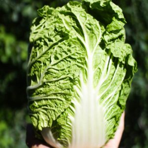 Napa cabbage held up by a human hand